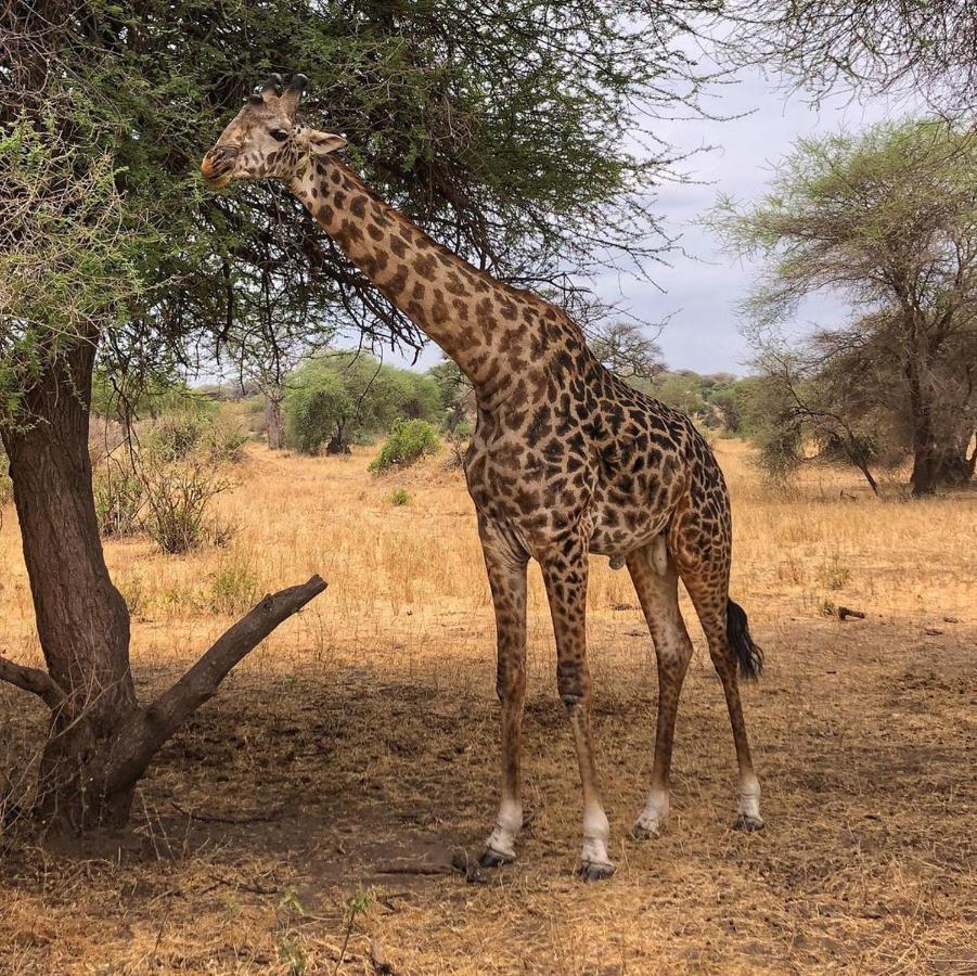 Amboseli Cultural Camping Exterior foto